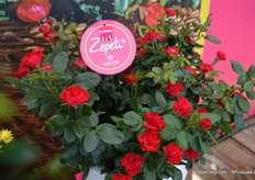 Zepeti, from the French word for smaal 'petit', and Ze, from they way French people tend to pronounce The